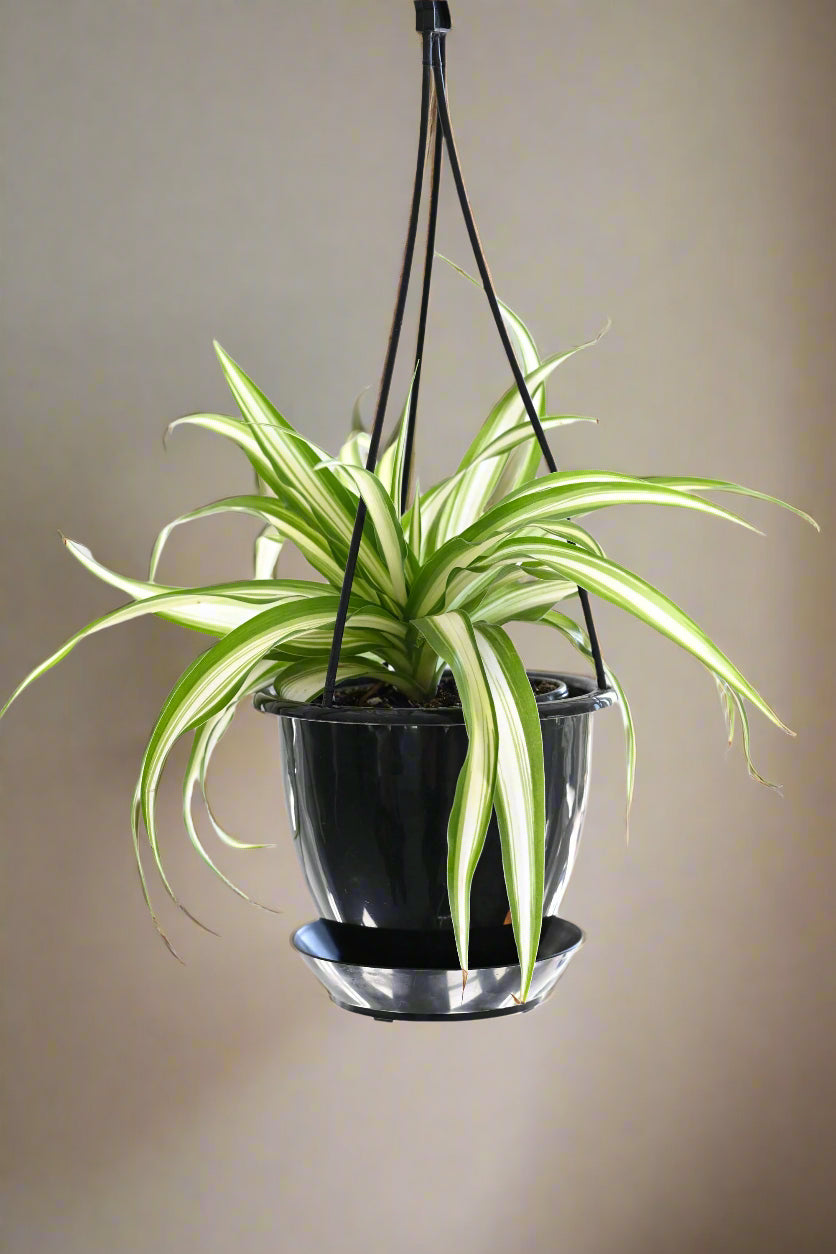 The Spider Plant (Chlorophytum comosum) is a low-maintenance, fast-growing houseplant with white and green striped leaves. Ideal for beginners, it thrives in medium to bright indirect light and adapts to low light. Non-toxic and pet-safe, it produces baby plants for easy propagation, making it a perfect low-key addition to any home.