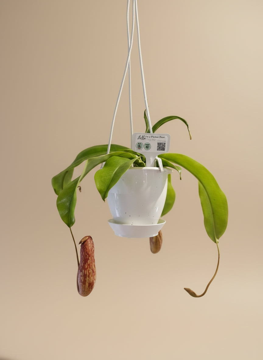 The Nepenthes &