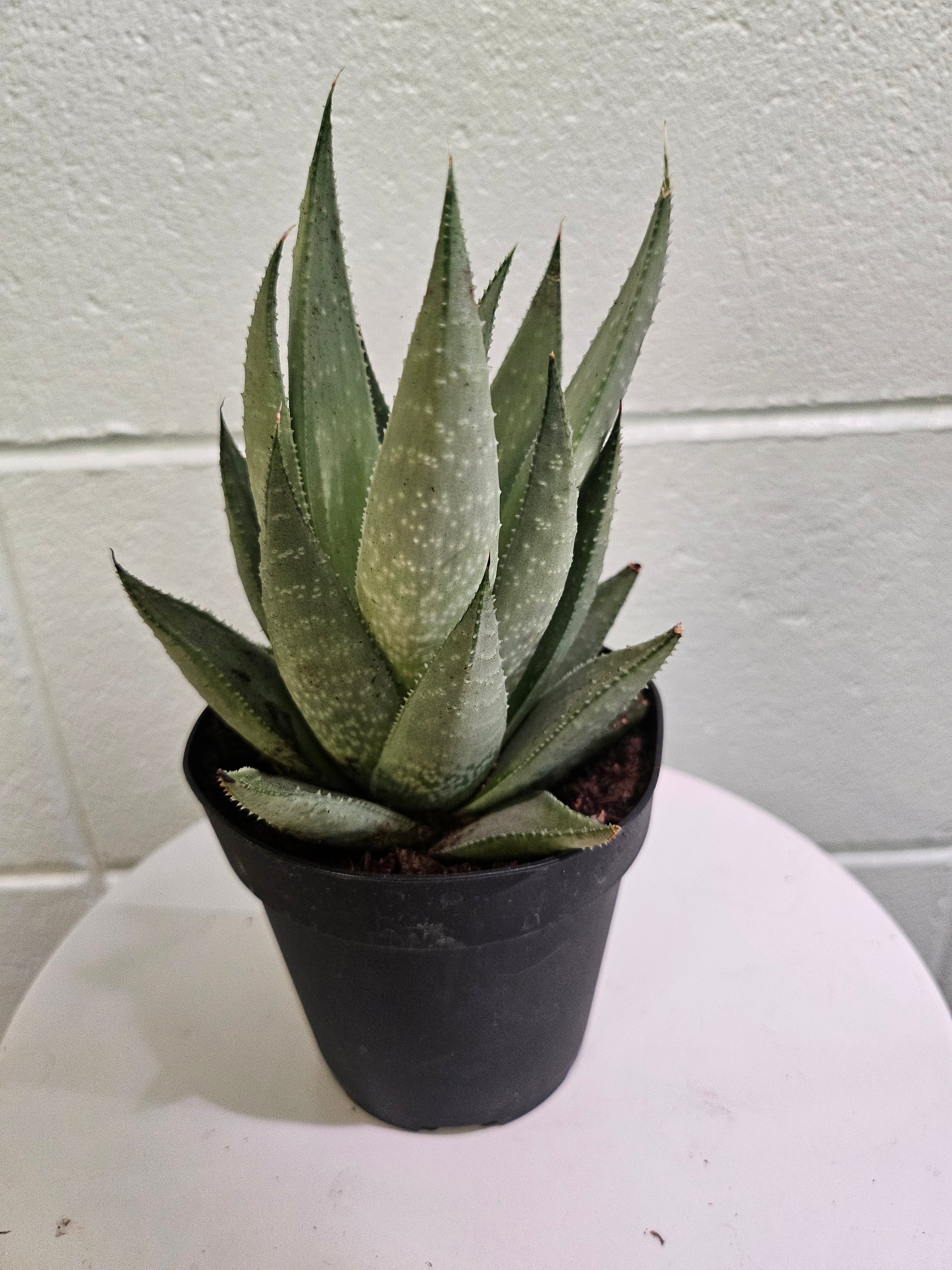 Haworthia ‘Savanna’ is a striking, low-maintenance succulent with green, bumpy-textured leaves and translucent streaks. Compact and drought-tolerant, it thrives in bright, indirect light and requires minimal watering. Perfect for desks, shelves, or terrariums, this unique plant adds a sculptural touch to any space. Non-toxic and pet-friendly!