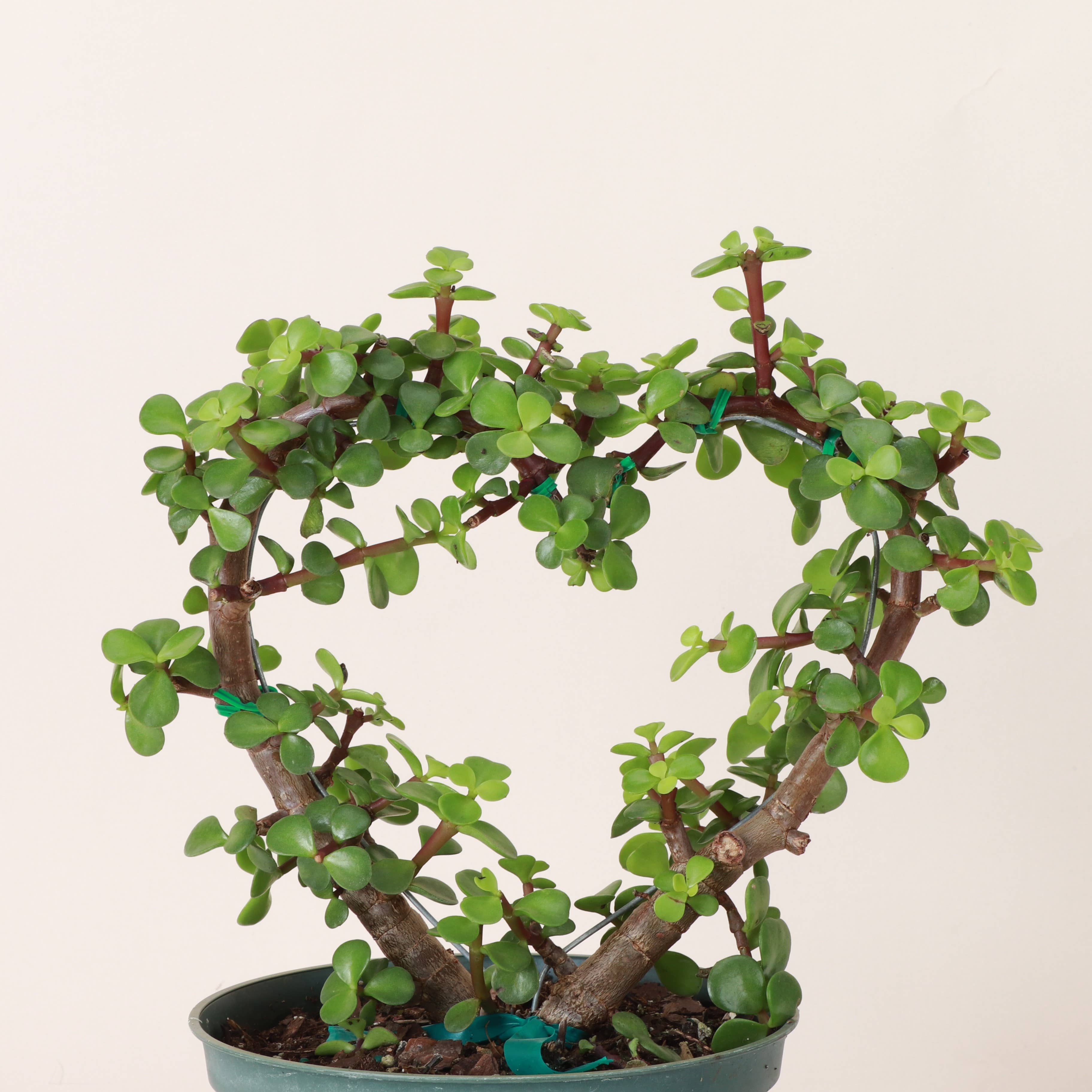 Jade Heart Bonsai features heart-shaped succulent leaves and a sculptural form—symbolizing love, luck, and longevity in a low-maintenance, living tree.