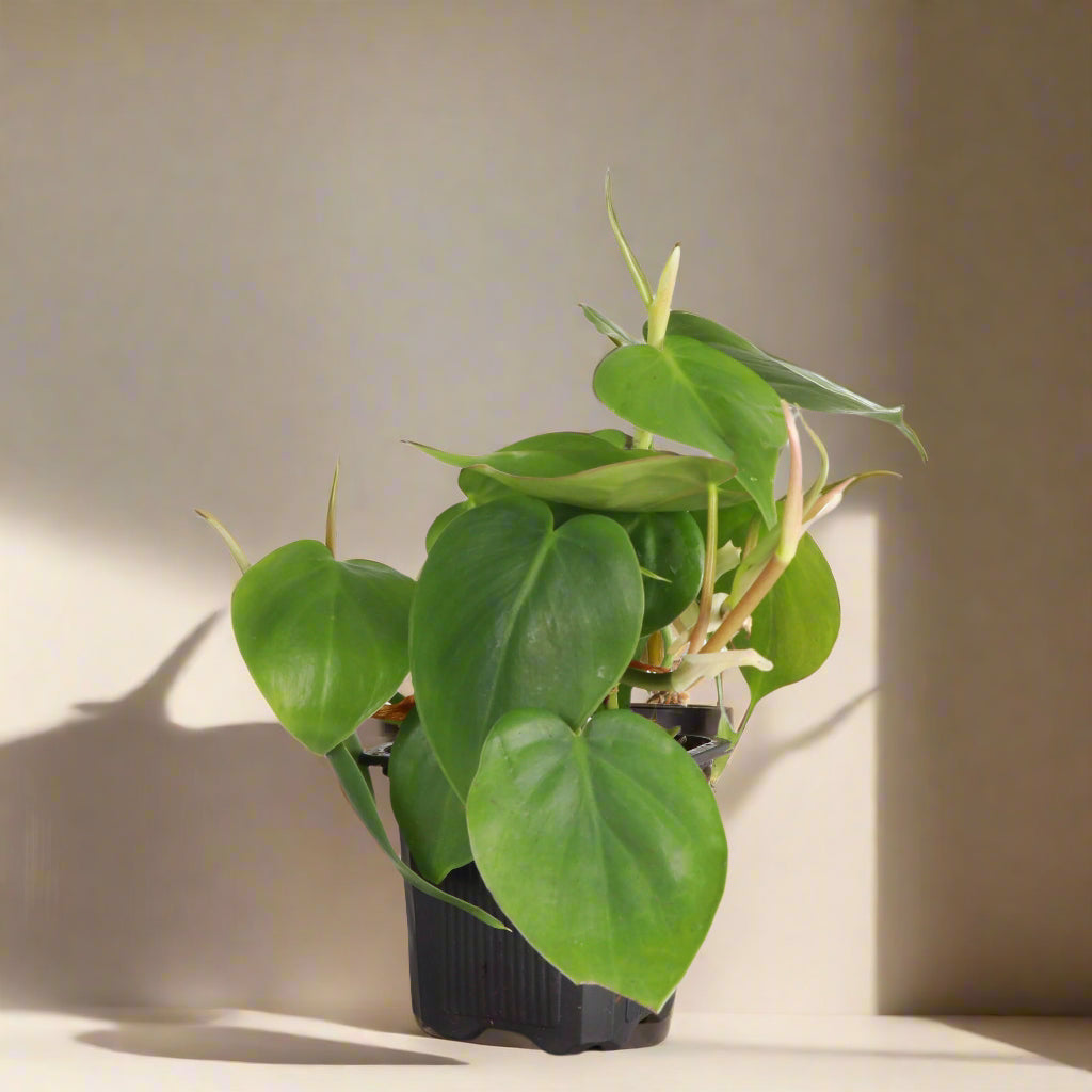 The Heartleaf Philodendron is a versatile, trailing houseplant with lush, heart-shaped leaves. Thriving in various light conditions, it&
