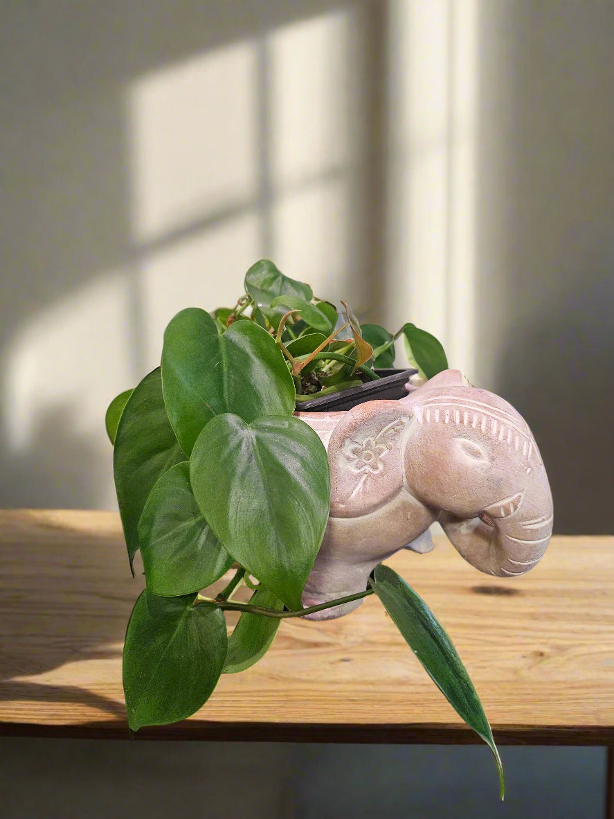 The Heartleaf Philodendron is a versatile, trailing houseplant with lush, heart-shaped leaves. Thriving in various light conditions, it&