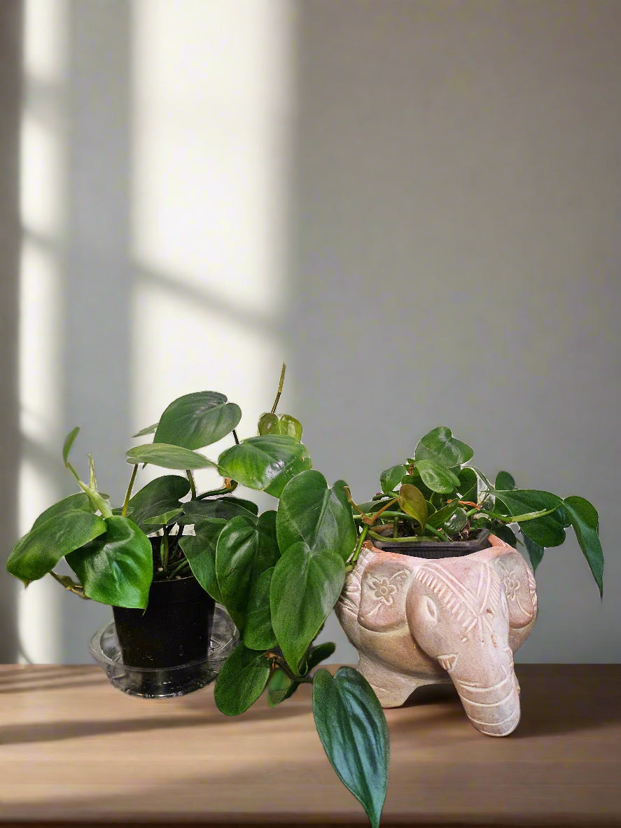 The Heartleaf Philodendron is a versatile, trailing houseplant with lush, heart-shaped leaves. Thriving in various light conditions, it&
