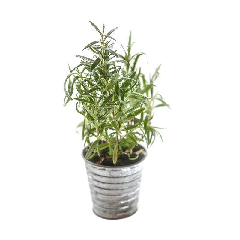 Heirloom rosemary seeds for fragrant perennial herb gardens. Easy-to-grow culinary herb perfect for soups, sauces, and sunny kitchen gardens.
