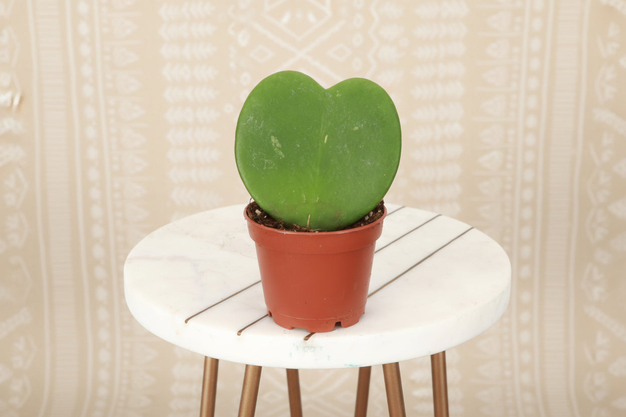 The Hoya Kerrii, or Sweetheart Plant, features adorable heart-shaped leaves perfect for gifting or home decor. This low-maintenance tropical vine thrives in bright, indirect light and may bloom fragrant flowers. Ideal for hanging baskets or shelves, it’s a charming, love-filled addition to any space!
