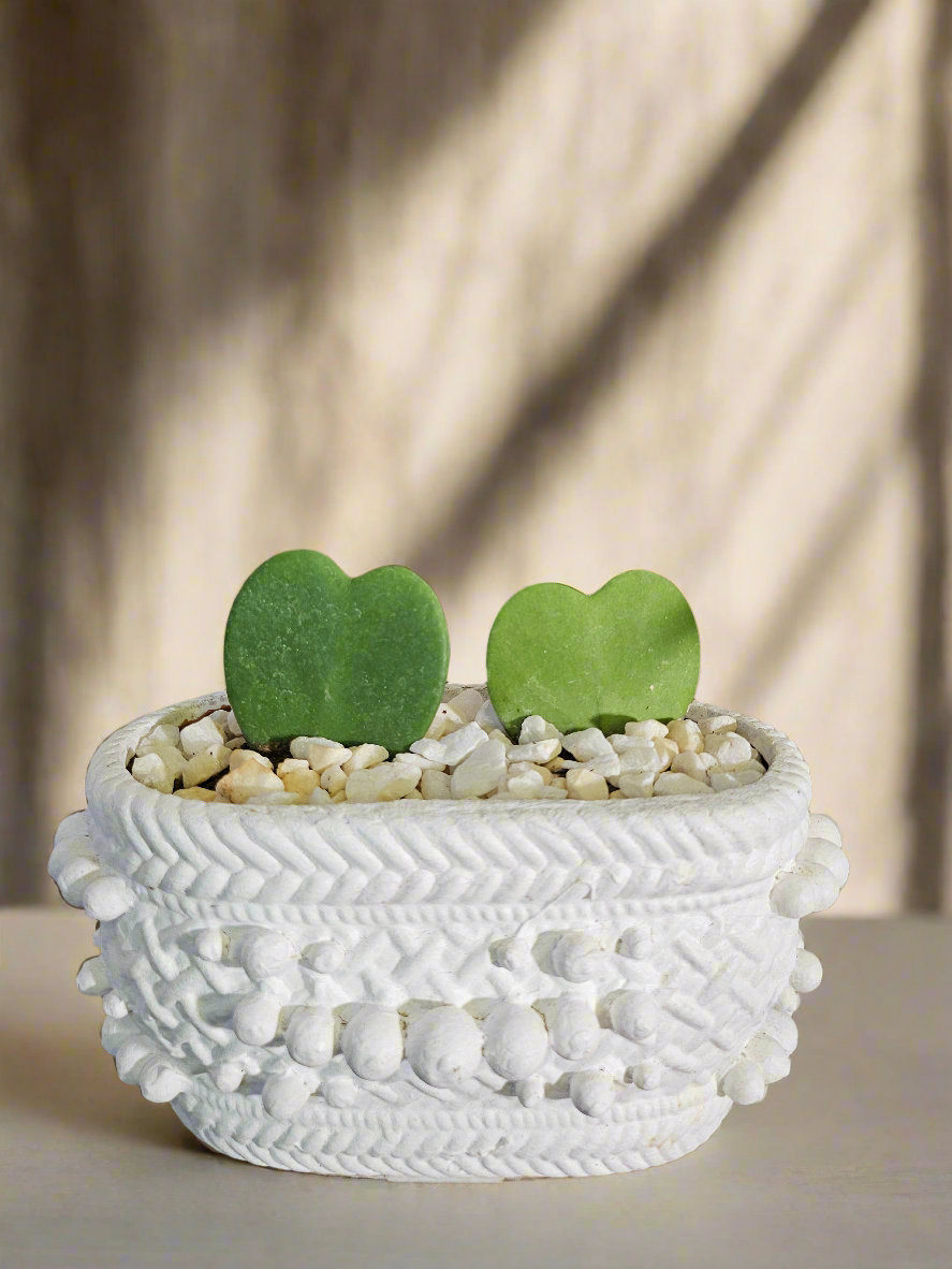 Gift love that lasts with Hoya Kerrii Hearts in a custom upcycled Relics pot! These heart-shaped succulents symbolize love and longevity, perfect for Valentine’s Day or any occasion. Low-maintenance and eco-friendly, this stylish duo adds charm to any space. A meaningful gift for someone special!