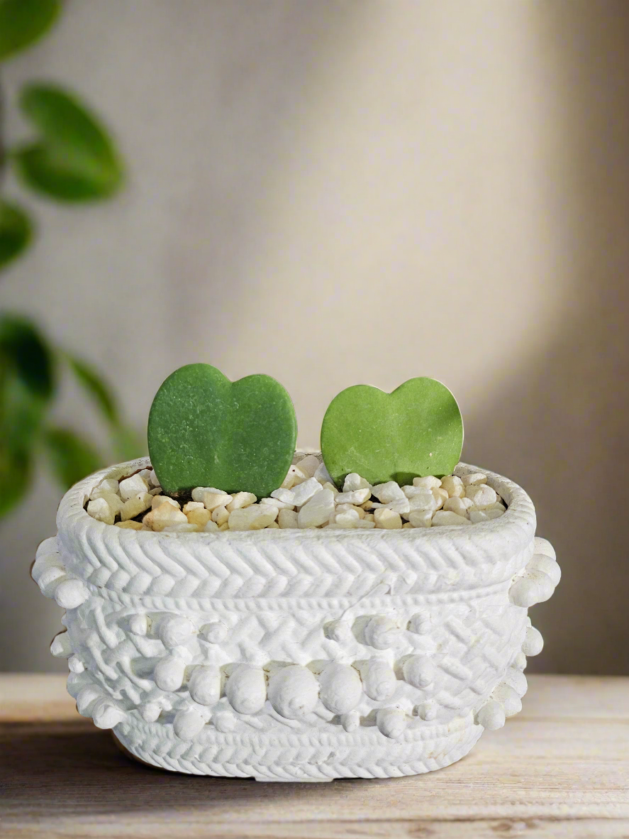 Gift love that lasts with Hoya Kerrii Hearts in a custom upcycled Relics pot! These heart-shaped succulents symbolize love and longevity, perfect for Valentine’s Day or any occasion. Low-maintenance and eco-friendly, this stylish duo adds charm to any space. A meaningful gift for someone special!
