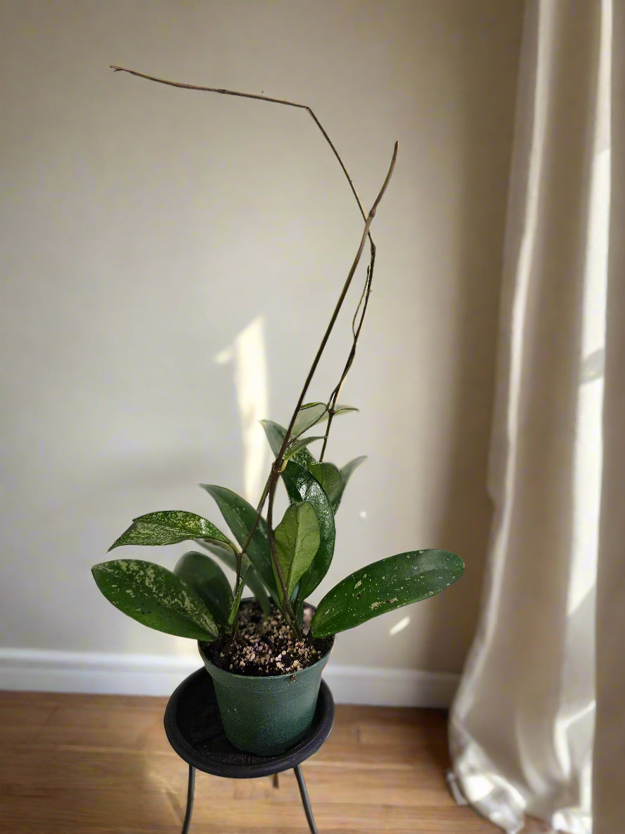 Hoya pubicalyx × carnosa is a fast-growing, low-maintenance hybrid with silver-flecked leaves, fragrant starry blooms, and lush trailing or climbing growth.