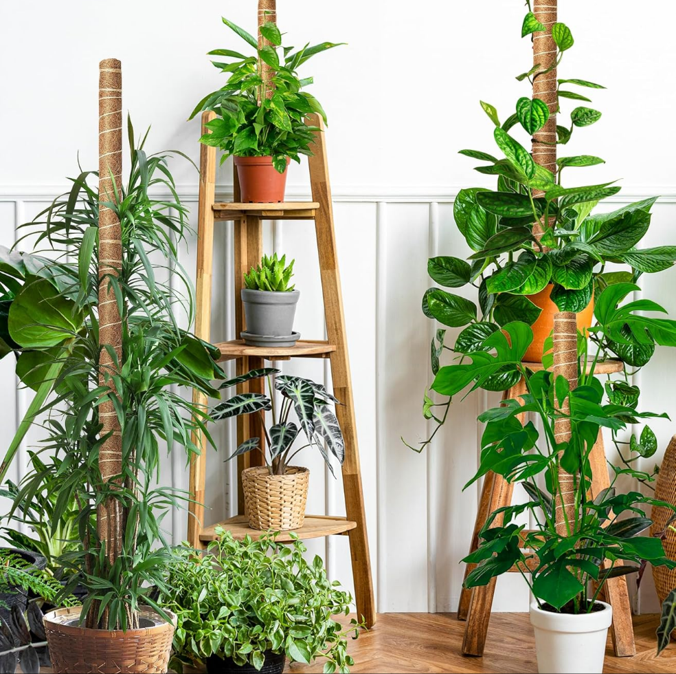 Moss Pole for Plants