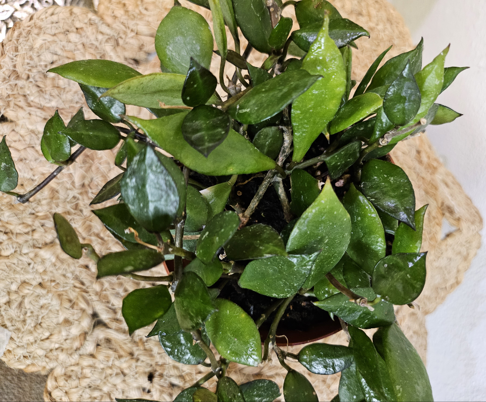 Hoya Krohniana 4" Black Rare Plant