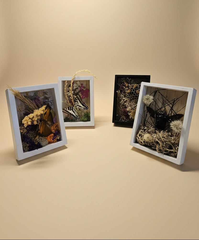 Nature shadow boxes featuring preserved flowers, moss, reeds, butterflies, and insects in 3.5"–5" standing frames. One-of-a-kind botanical curiosity decor.