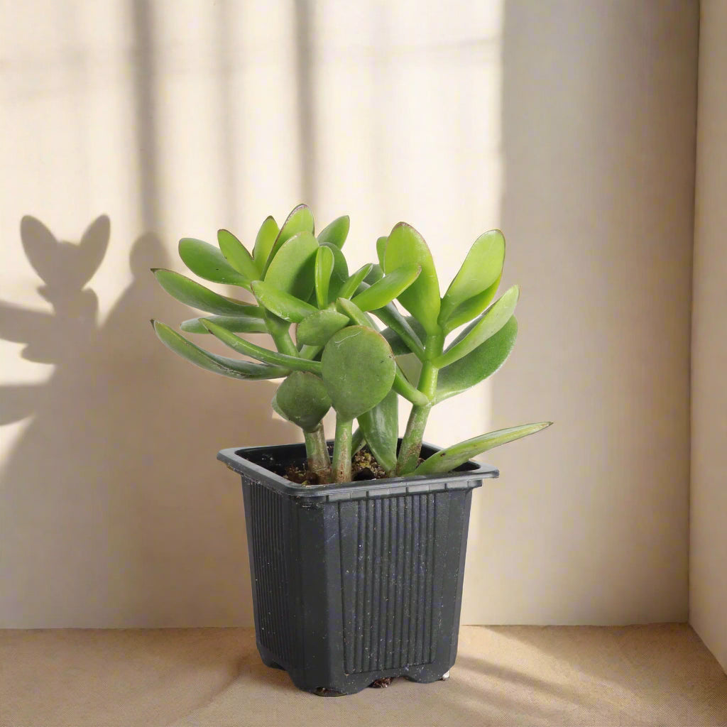 Jade Plant (Crassula ovata) is a low-maintenance succulent symbolizing luck and prosperity. Thrives in bright light and adds charm to any indoor space.