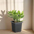 Jade Plant (Crassula ovata) is a low-maintenance succulent symbolizing luck and prosperity. Thrives in bright light and adds charm to any indoor space.