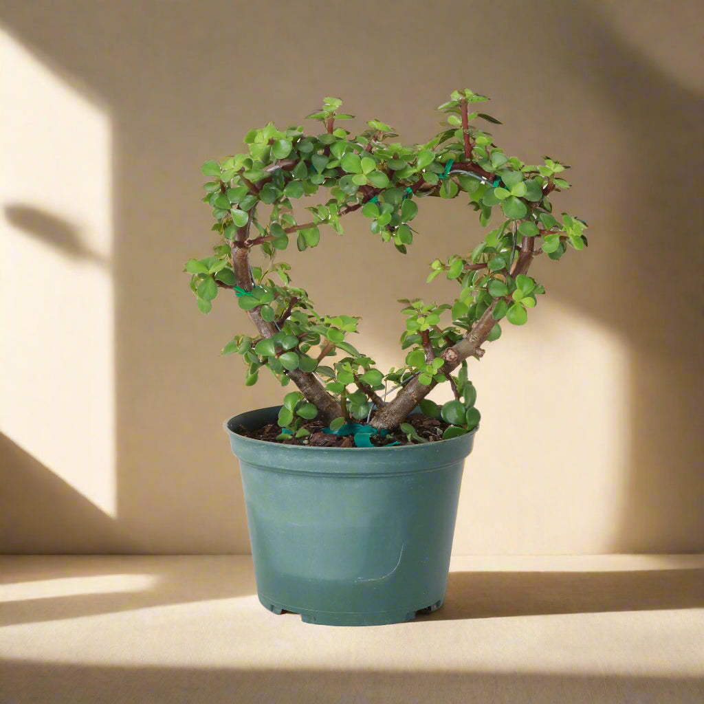 Jade Heart Bonsai features heart-shaped succulent leaves and a sculptural form—symbolizing love, luck, and longevity in a low-maintenance, living tree.
