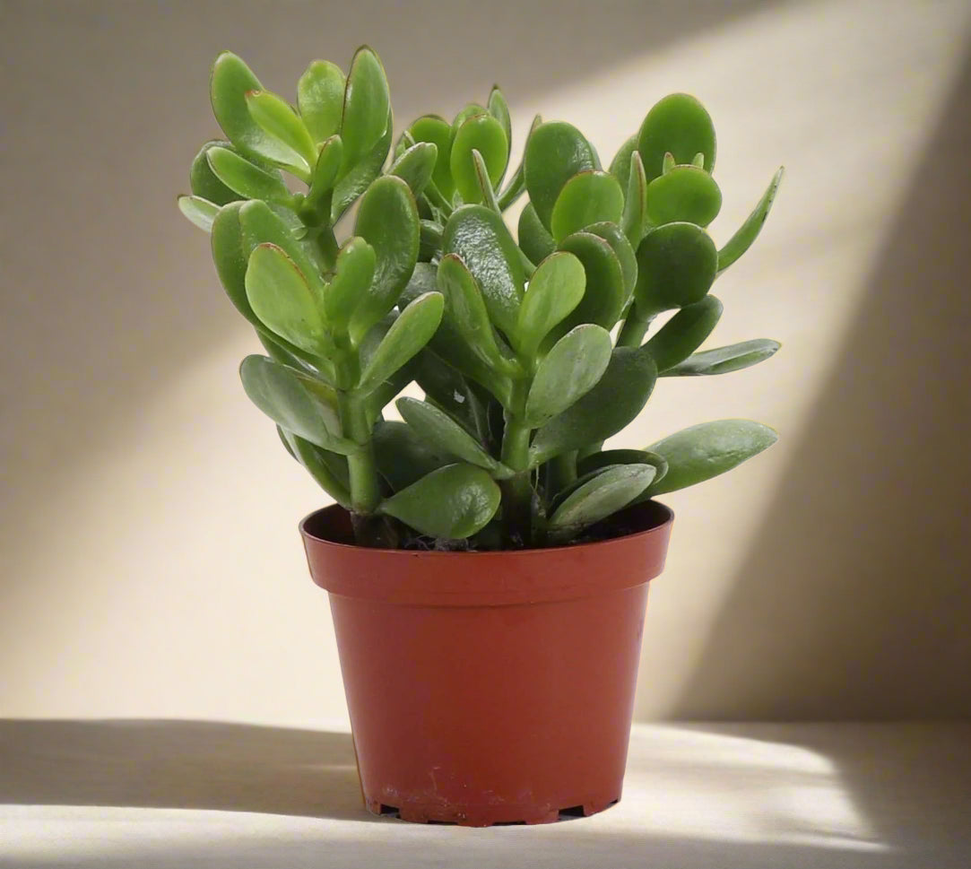 Jade Plant (Crassula ovata) is a low-maintenance succulent symbolizing luck and prosperity. Thrives in bright light and adds charm to any indoor space.
