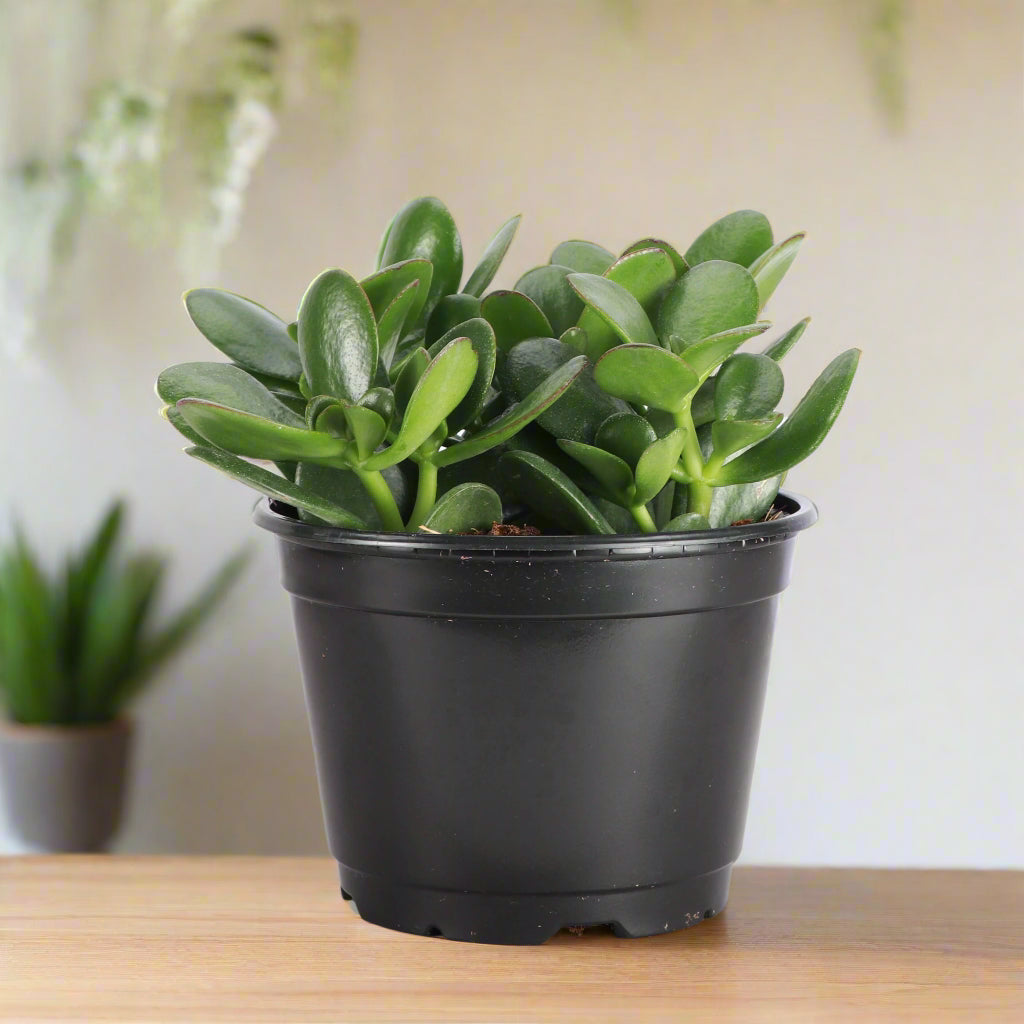 Jade Plant (Crassula ovata) is a low-maintenance succulent symbolizing luck and prosperity. Thrives in bright light and adds charm to any indoor space.