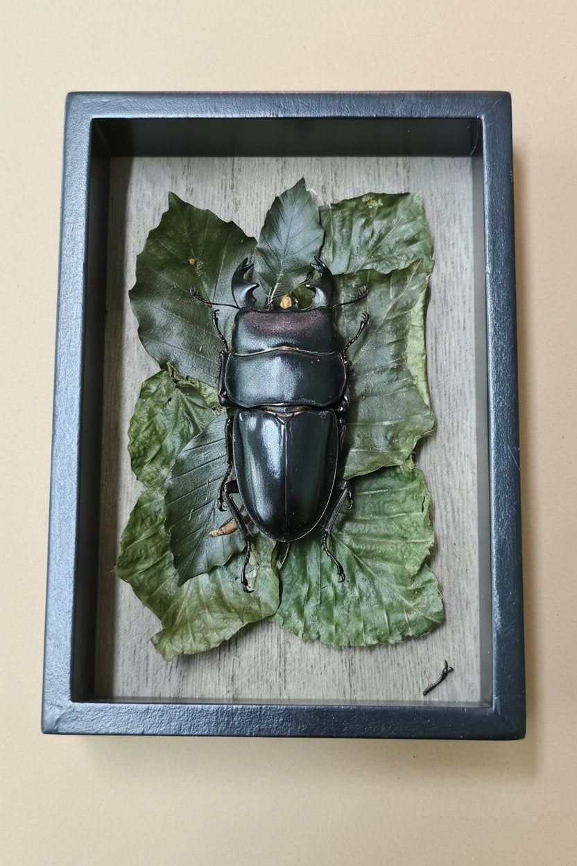 Nature shadow boxes featuring preserved flowers, moss, reeds, butterflies, and insects in 3.5"–5" standing frames. One-of-a-kind botanical curiosity decor.