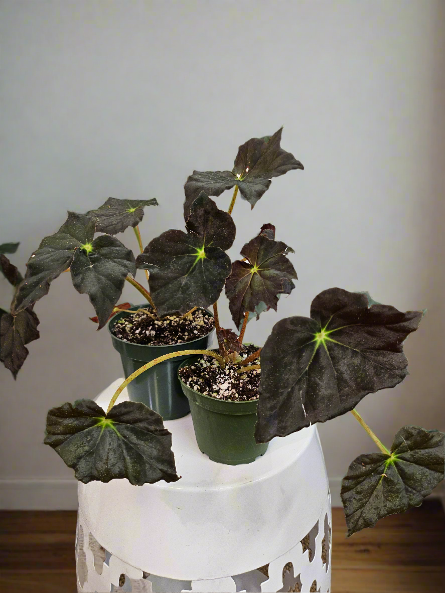 Begonia ‘Joe Hayden’ (Begonia rex-cultorum) is a stunning Rex Begonia hybrid, prized for its vibrant, star-shaped leaves with bold patterns of green, burgundy, and silver. Perfect for indoor decor, this uncommon beauty thrives in bright, indirect light with high humidity.