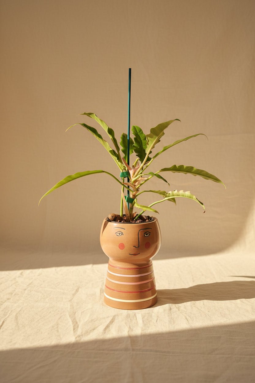 Philodendron &
