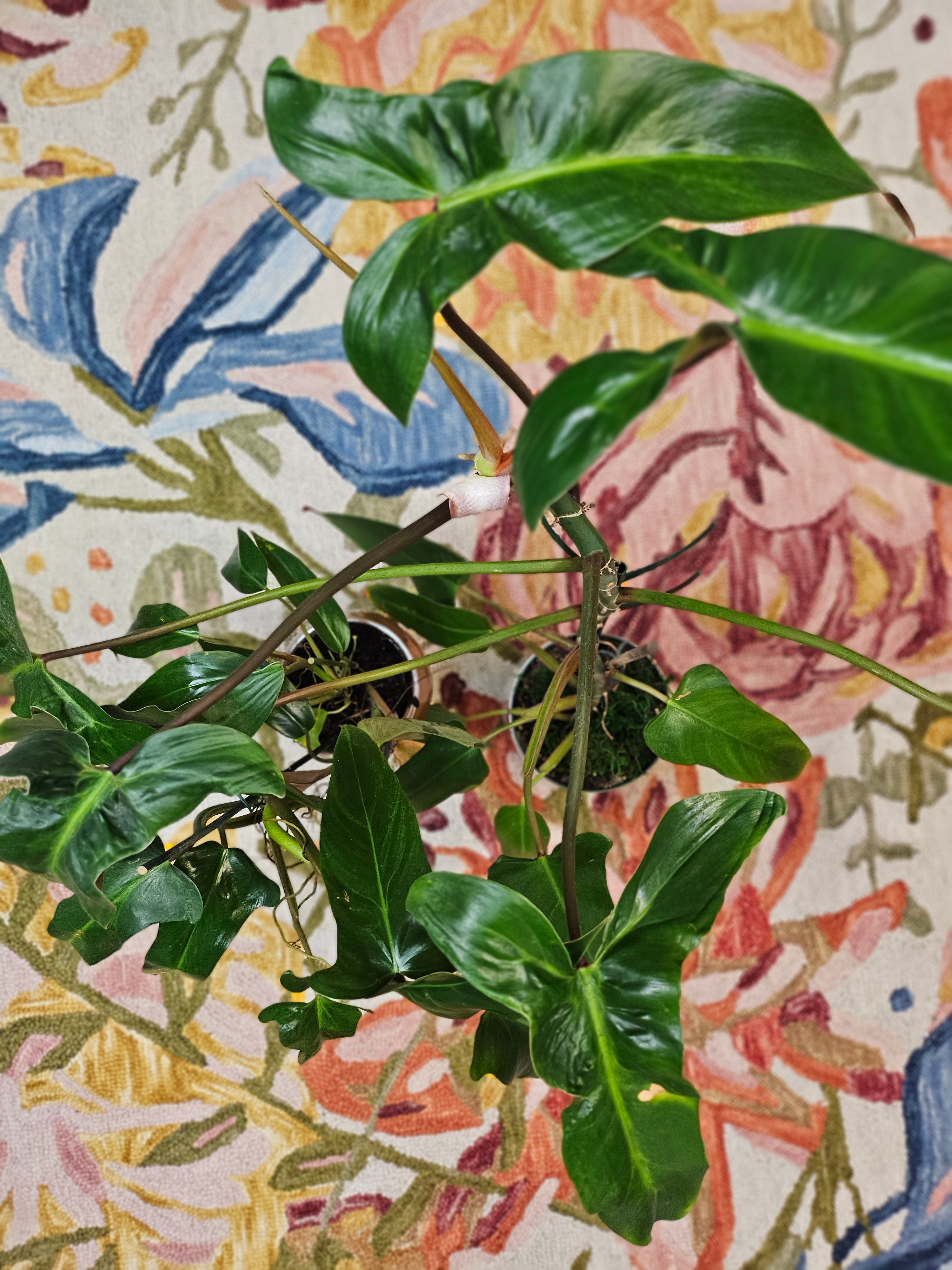 The Philodendron Mexicanum is a rare tropical climber with striking tri-lobed leaves, deep green tops, and maroon undersides. Perfect for indoor spaces, it thrives in bright, indirect light with minimal care. A must-have for plant collectors, adding bold, exotic beauty to any home.