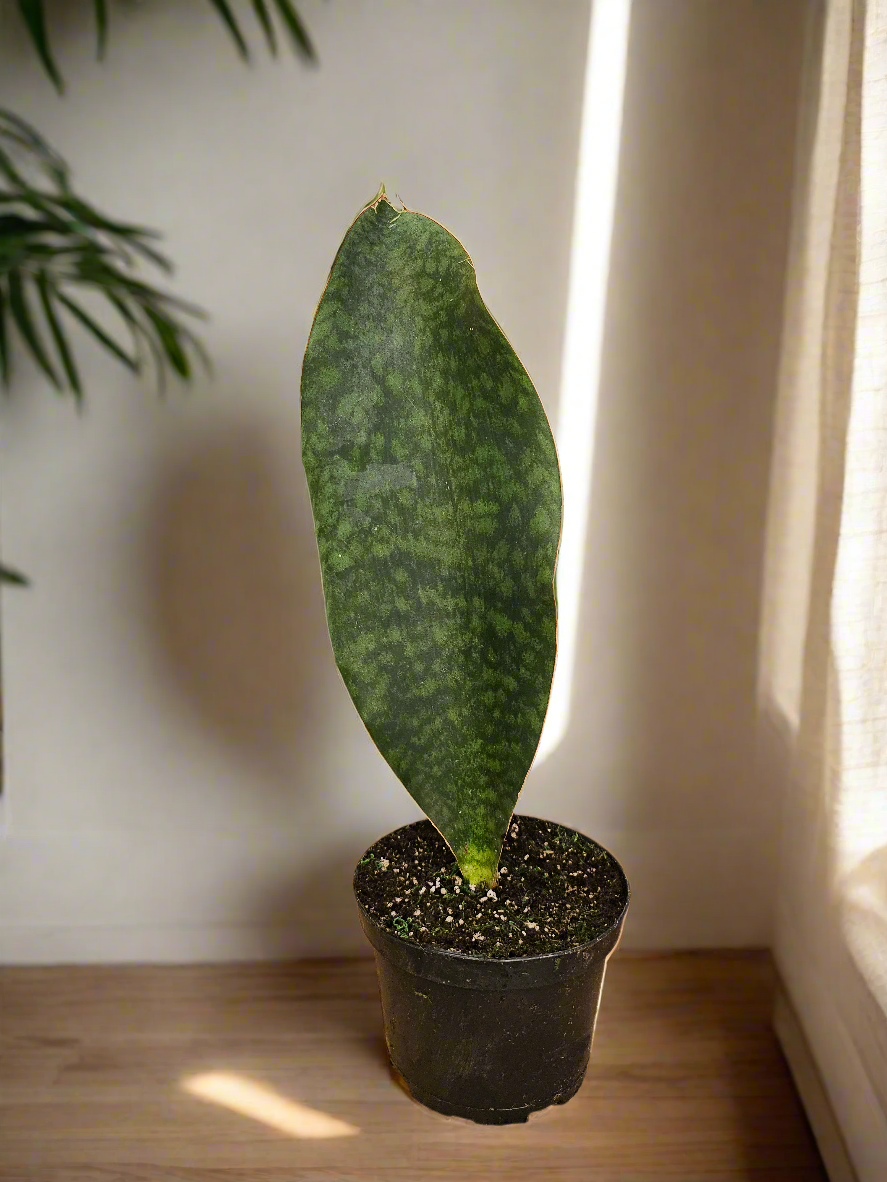 The Dracaena Masoniana, or Whale Fin Snake Plant, is known for its iconic paddle-shaped leaves. This drought-tolerant, low-maintenance plant thrives in low to bright light and can go weeks without water. Perfect for plant lovers seeking a hardy, unique addition, it’s ideal for both beginners and experienced collectors.