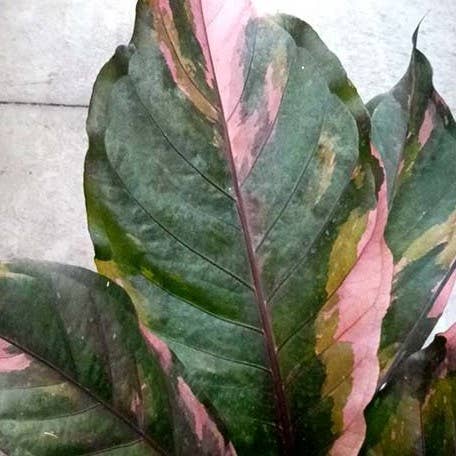Rare Anthurium Hybrid Variegata 8" plant featuring stunning pink and green variegated foliage. A collector aroid that adds bold tropical beauty indoors.