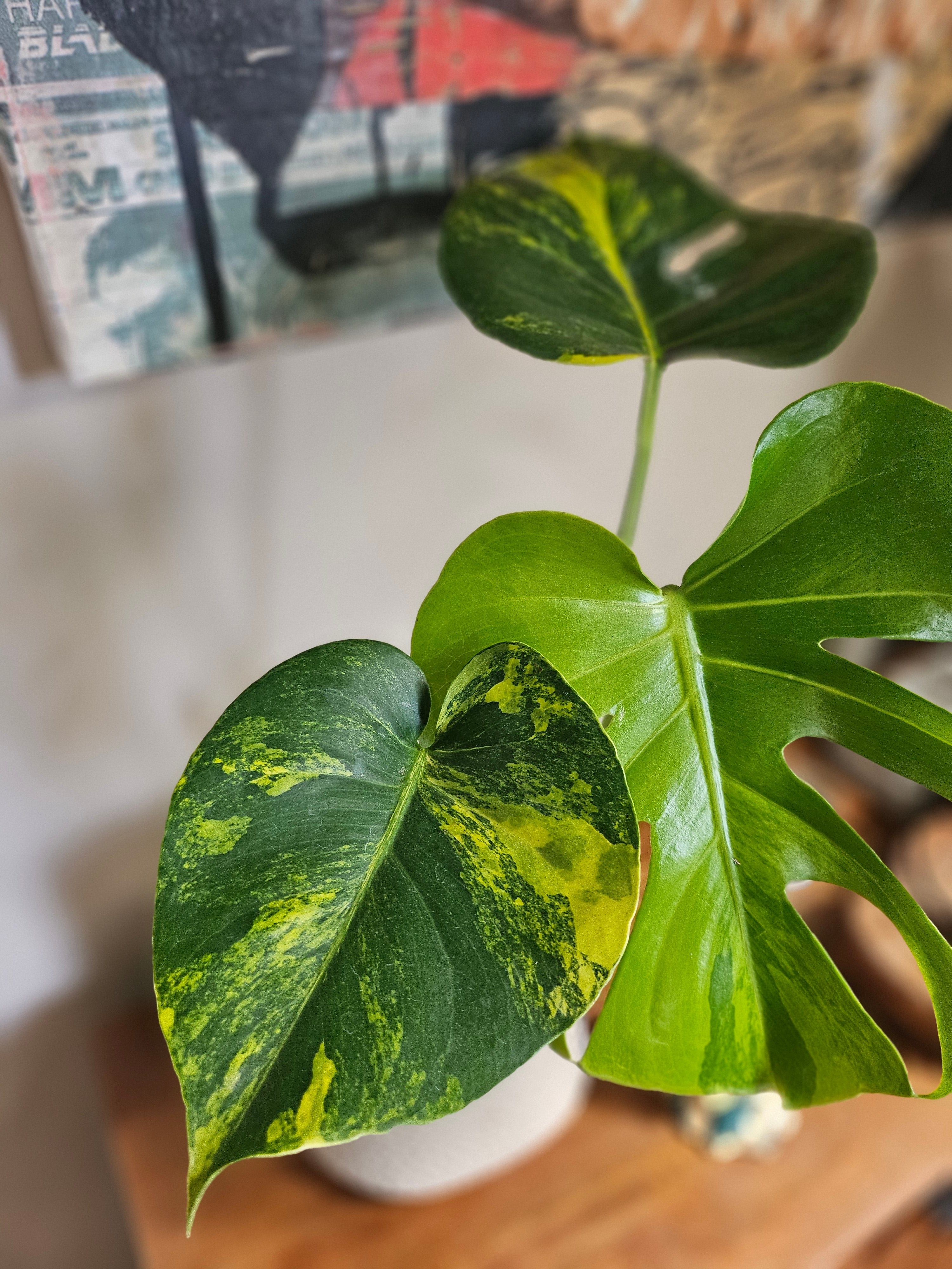 Monstera Aurea Variegata stuns with golden-yellow marbled leaves, rare variegation, and bold tropical vibes—perfect for collectors and indoor jungle lovers.
