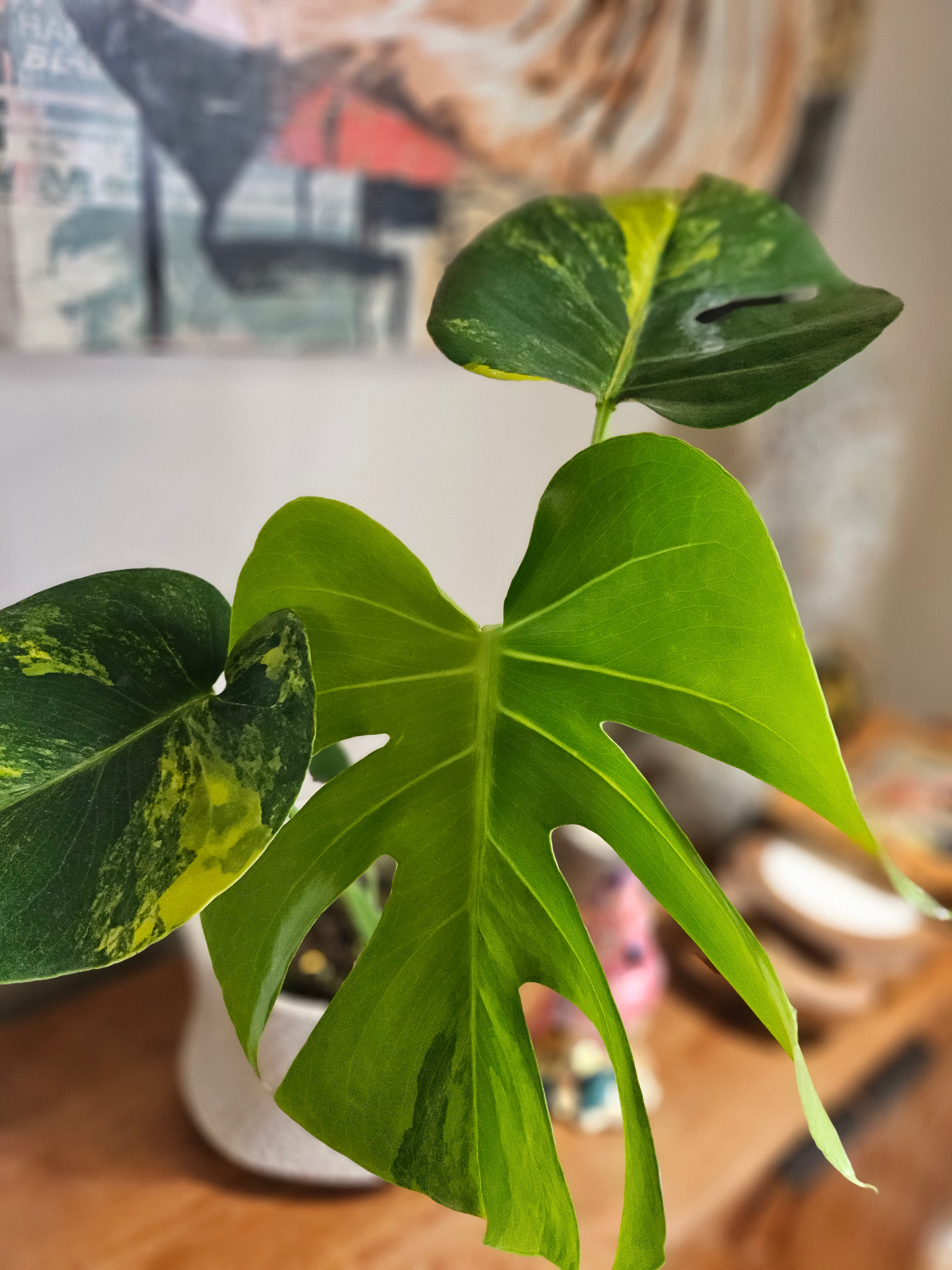 Monstera Aurea Variegata stuns with golden-yellow marbled leaves, rare variegation, and bold tropical vibes—perfect for collectors and indoor jungle lovers.