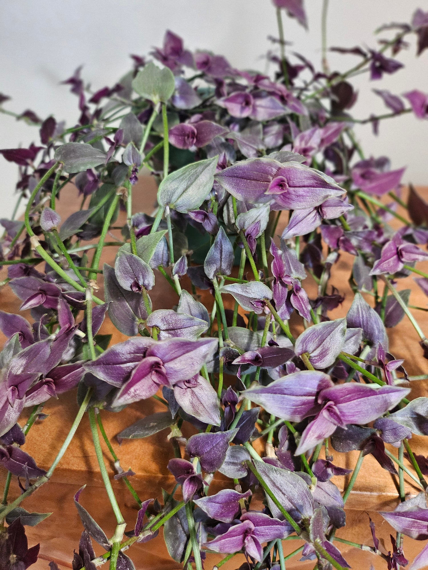 Purple Tahitian Bridal Veil trails with purple-green vines and tiny white blooms—easy-care, pet-safe, and perfect for soft, romantic indoor displays.