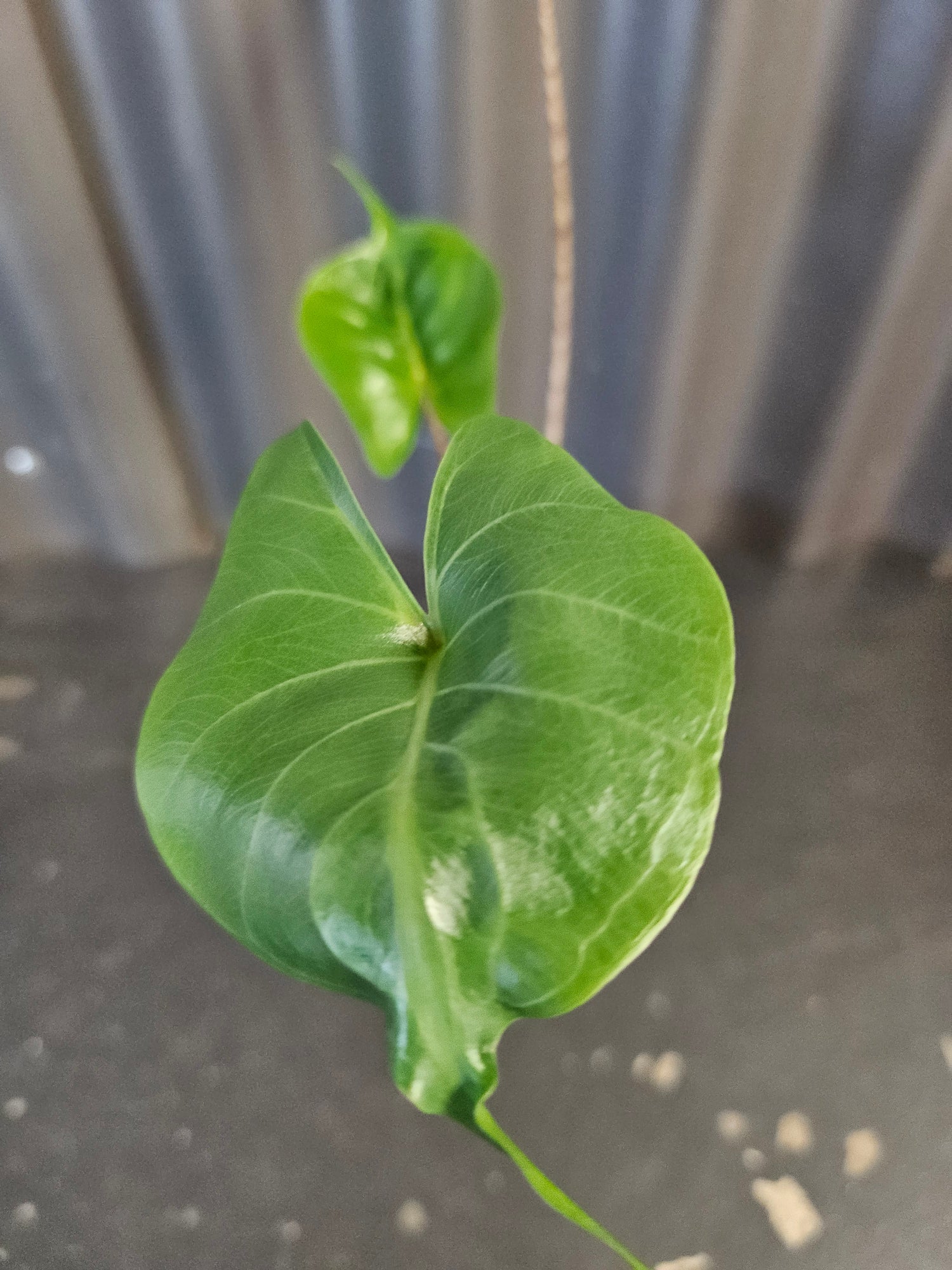 Alocasia macrorrhiza ‘Stingray’ is a striking tropical plant with unique, stingray-shaped leaves. It thrives in bright, indirect light, high humidity, and well-draining soil. A medium-care plant, it needs consistent moisture but avoids overwatering.