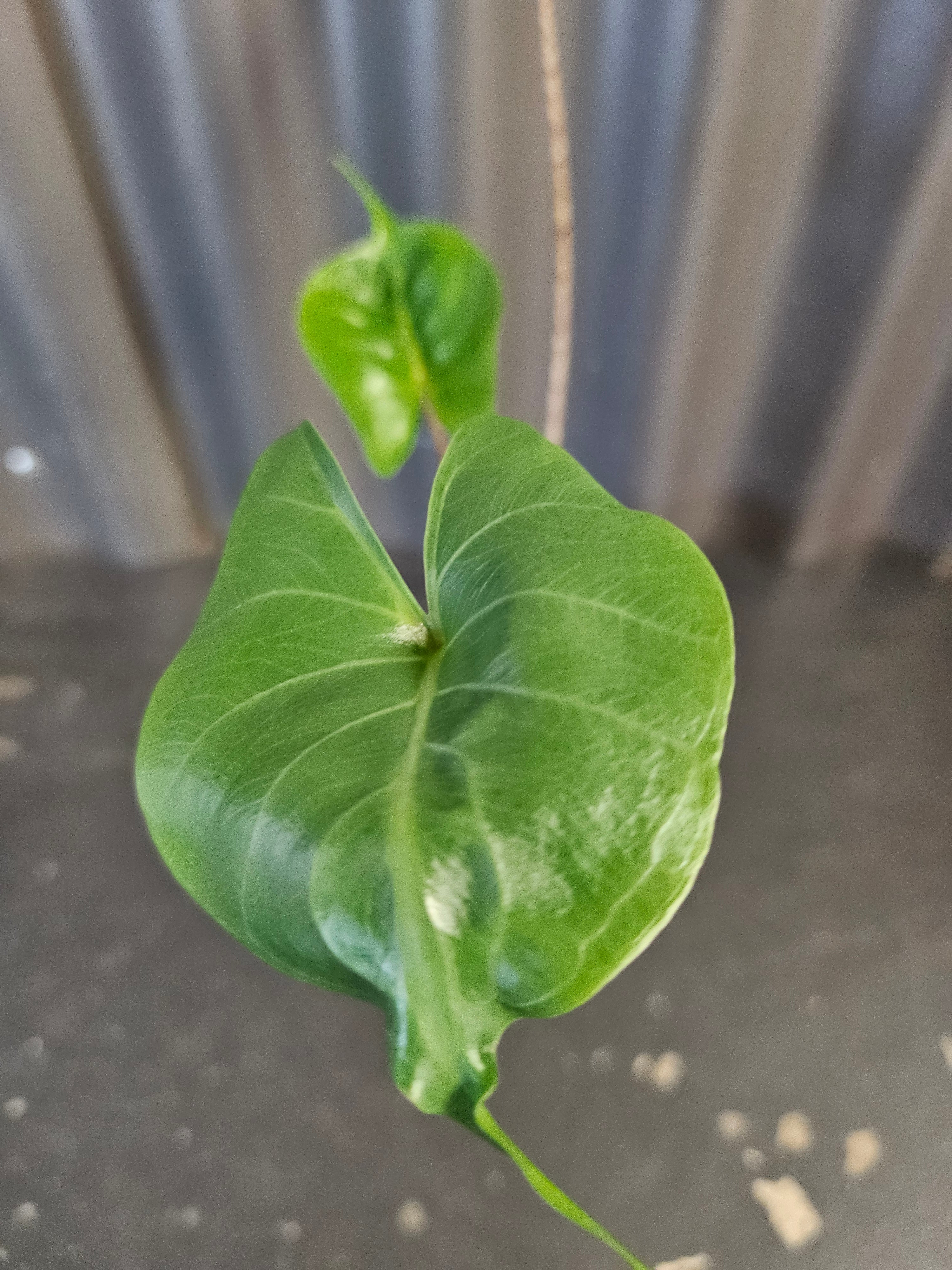 Alocasia macrorrhiza ‘Stingray’ is a striking tropical plant with unique, stingray-shaped leaves. It thrives in bright, indirect light, high humidity, and well-draining soil. A medium-care plant, it needs consistent moisture but avoids overwatering.