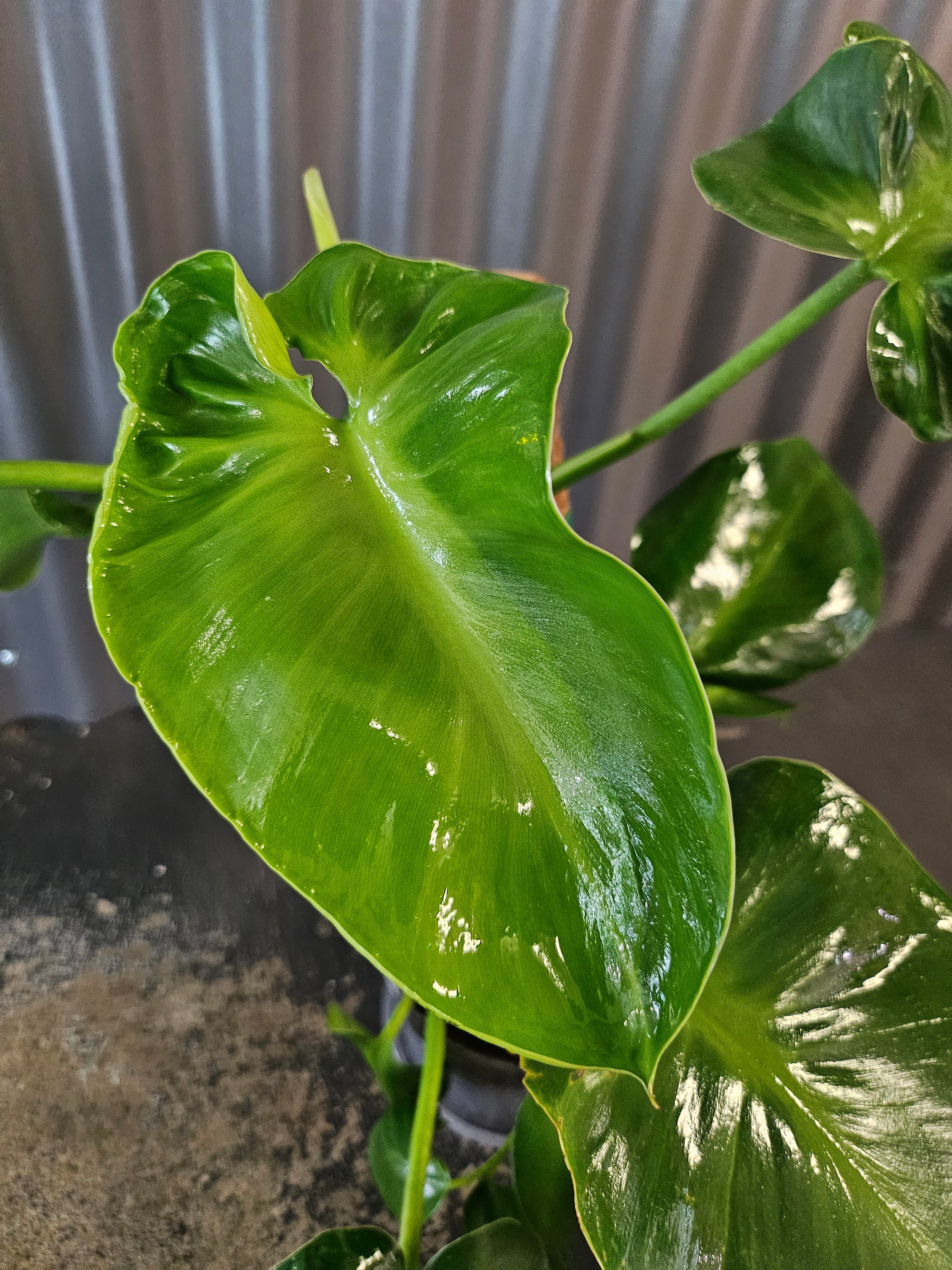 Philodendron rugosum Pigskin is a rare climbing aroid with thick, textured leaves. A collector favorite that thrives on a moss pole in bright, humid spaces.