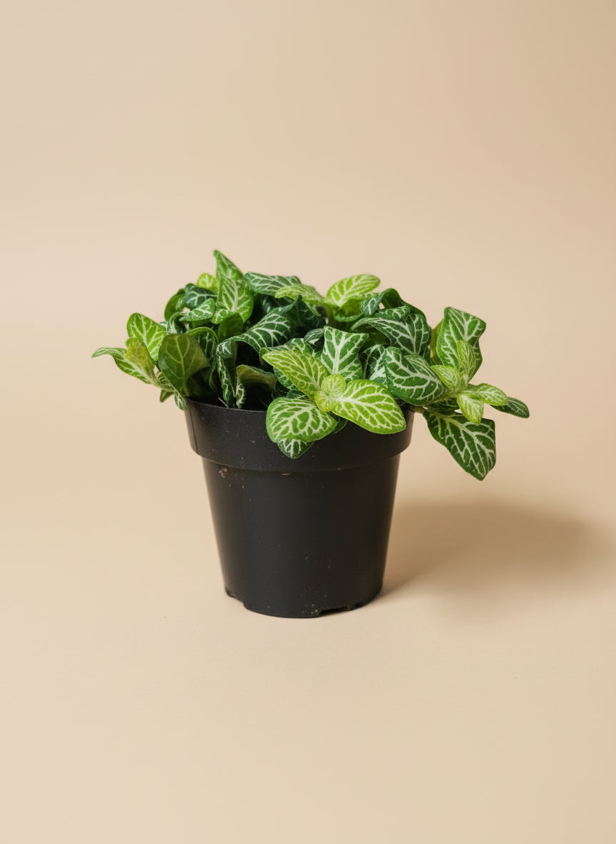 The Nerve Plant (Fittonia albivenis) varieties, features striking veined foliage perfect for terrariums or small spaces. It thrives in bright, indirect light, high humidity, and moist soil. Ideal for those seeking a medium-care plant, it adds vibrant texture and tropical charm to any room.