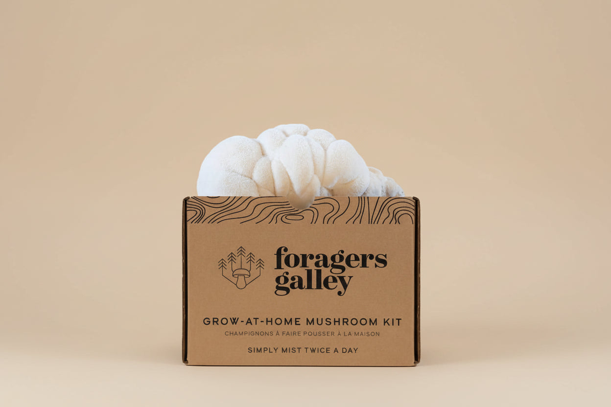 Grow Lion’s Mane mushrooms at home with this beginner-friendly kit. High-yield, top-selling variety with clean umami flavor and cognitive wellness appeal.