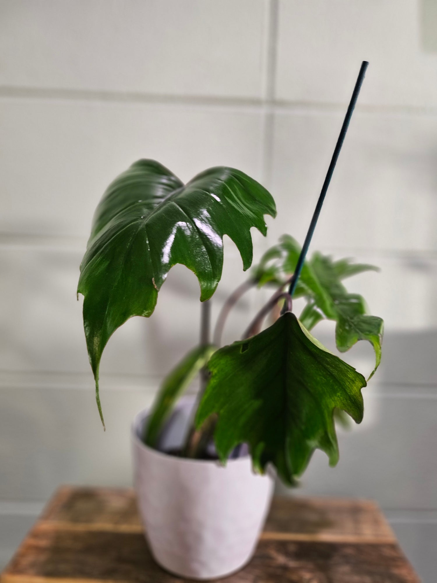 Philodendron Mayoi features bold, tropical, palm-like leaves and fast growth—perfect for creating a wild, lush jungle vibe in your home or plant collection.