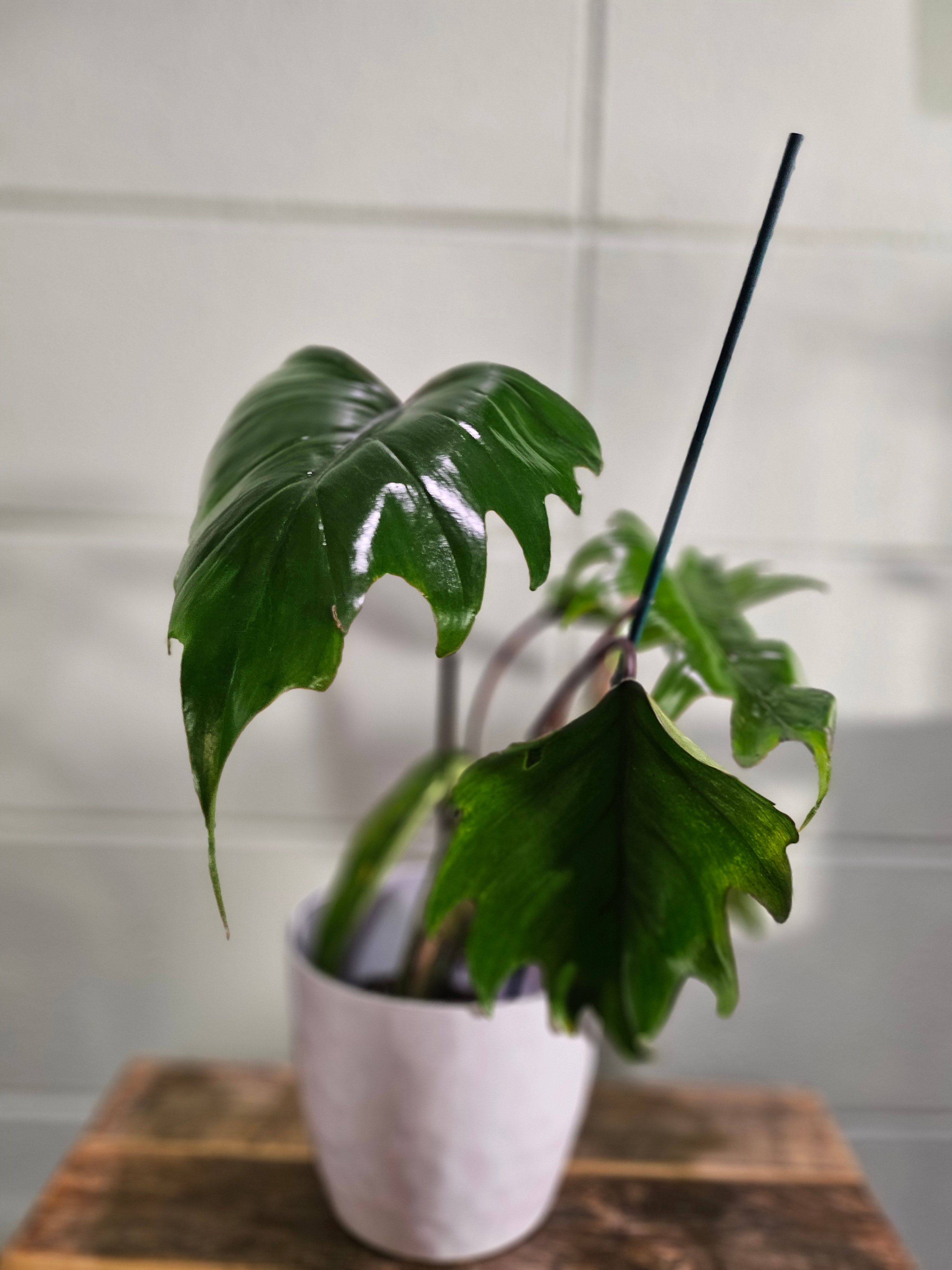 Philodendron Mayoi features bold, tropical, palm-like leaves and fast growth—perfect for creating a wild, lush jungle vibe in your home or plant collection.