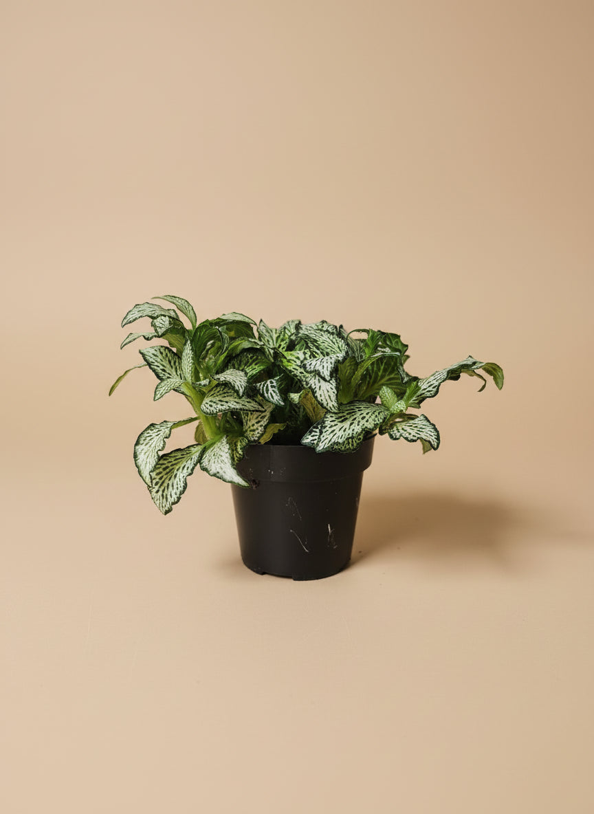 The Nerve Plant (Fittonia albivenis) varieties, features striking veined foliage perfect for terrariums or small spaces. It thrives in bright, indirect light, high humidity, and moist soil. Ideal for those seeking a medium-care plant, it adds vibrant texture and tropical charm to any room.