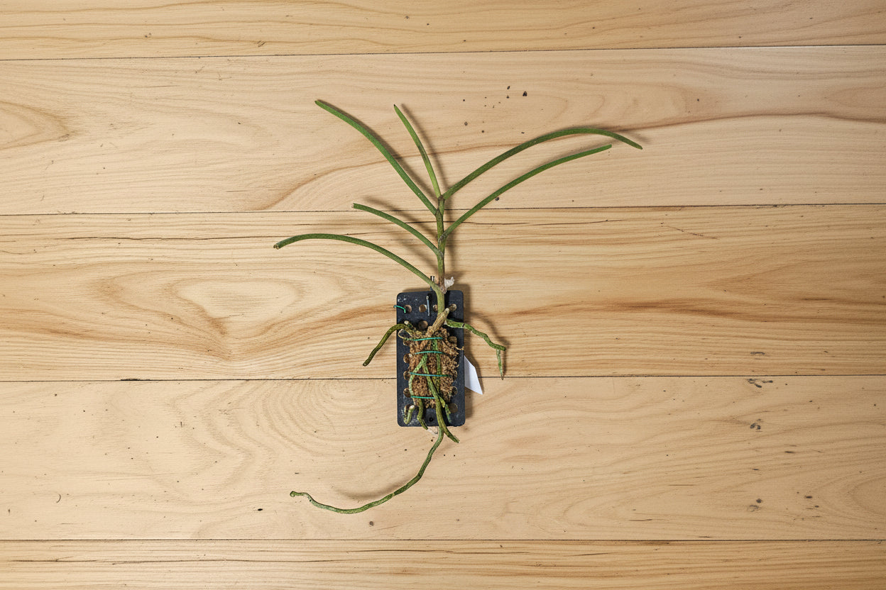 Luisia curtisii × Vanda lombokensis is a rare orchid with sculptural leaves and delicate lavender blooms—perfect for bright, airy spaces.