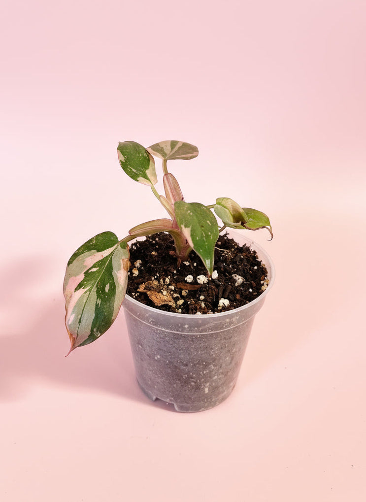 The Marble Pink Princess Philodendron is a rare cultivar of Philodendron erubescens, admired for its marbled variegation of pink, green, and white.