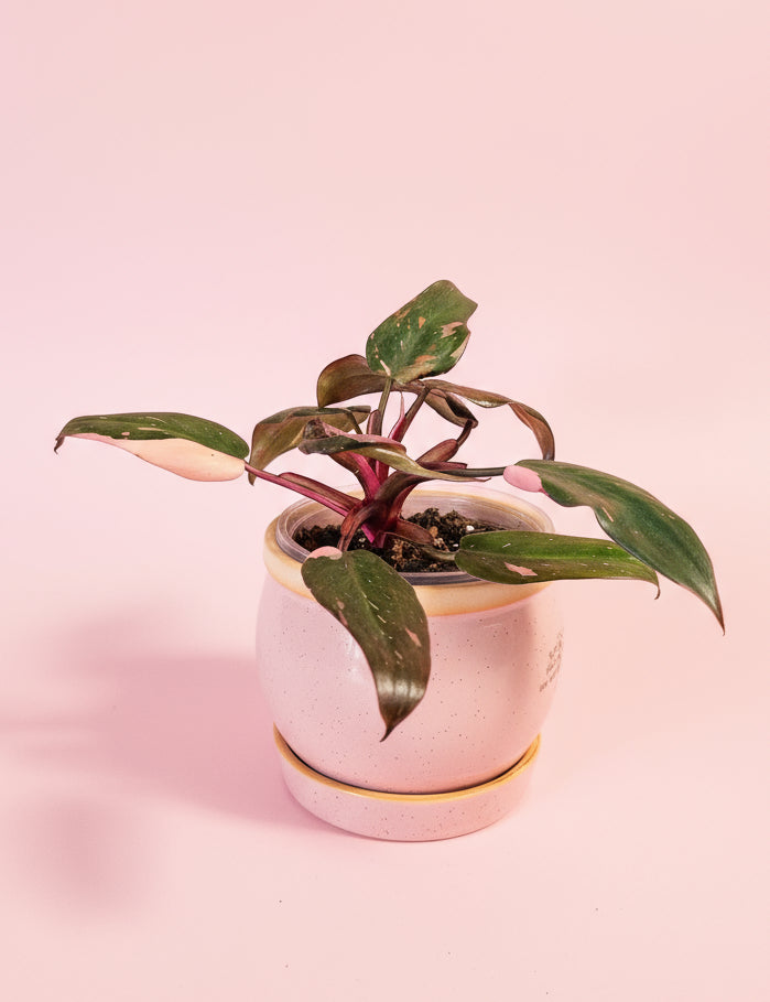 The Marble Pink Princess Philodendron is a rare cultivar of Philodendron erubescens, admired for its marbled variegation of pink, green, and white.