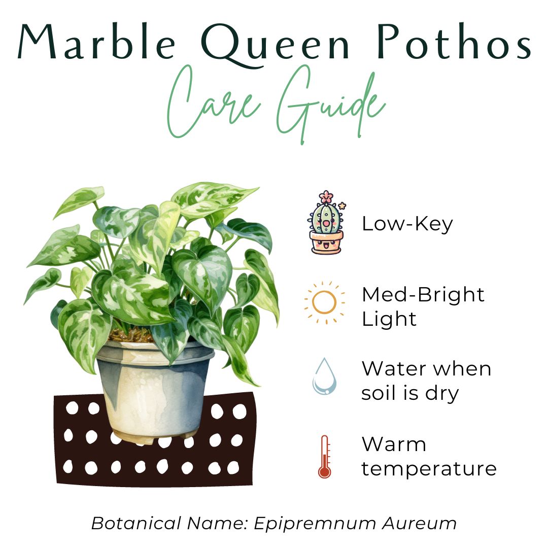 Marble Queen Pothos Plant (Epipremnum Aureum)