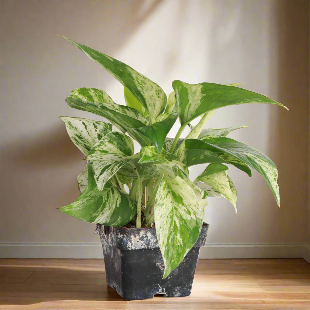The Marble Queen Pothos is a low-maintenance houseplant with stunning white and green variegated leaves, perfect for new plant parents. It thrives in medium to bright indirect sunlight but can adapt to low light.