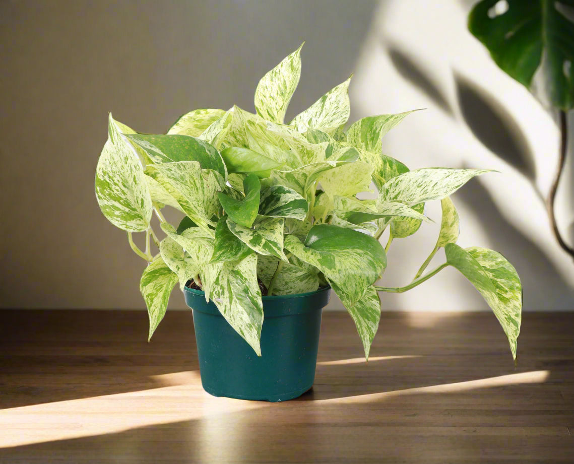 The Marble Queen Pothos is a low-maintenance houseplant with stunning white and green variegated leaves, perfect for new plant parents. It thrives in medium to bright indirect sunlight but can adapt to low light.
