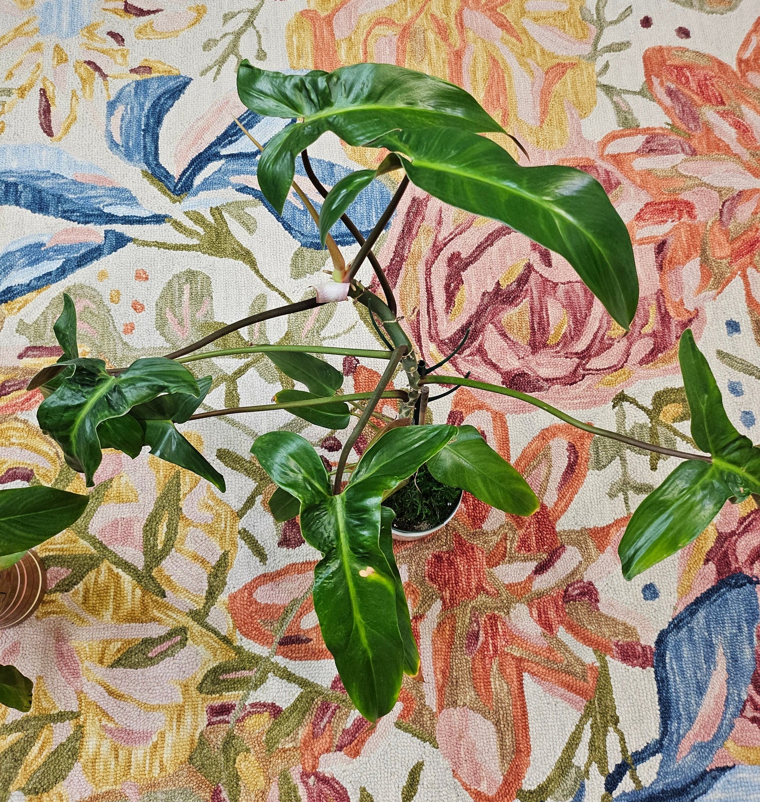 The Philodendron Mexicanum is a rare tropical climber with striking tri-lobed leaves, deep green tops, and maroon undersides. Perfect for indoor spaces, it thrives in bright, indirect light with minimal care. A must-have for plant collectors, adding bold, exotic beauty to any home.