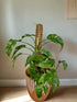 The Rhaphidophora tetrasperma (Mini Monstera, Monstera Ginny) is a fast-growing tropical climber with Monstera-like split leaves. Often mislabeled as Philodendron Minima, it thrives in bright, indirect light with high humidity. Highly sought after for its compact size and fenestrated foliage, it&