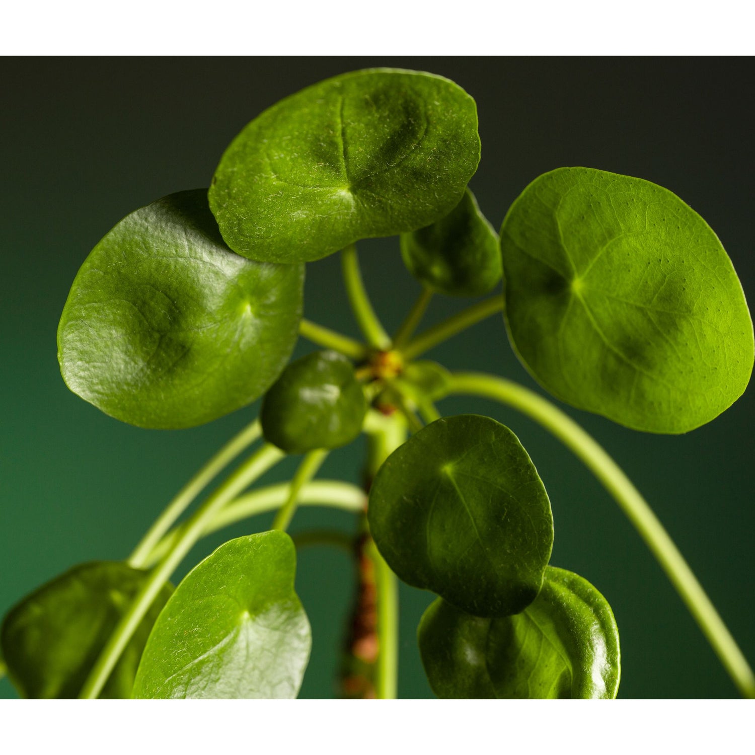 Pilea Peperomioides &