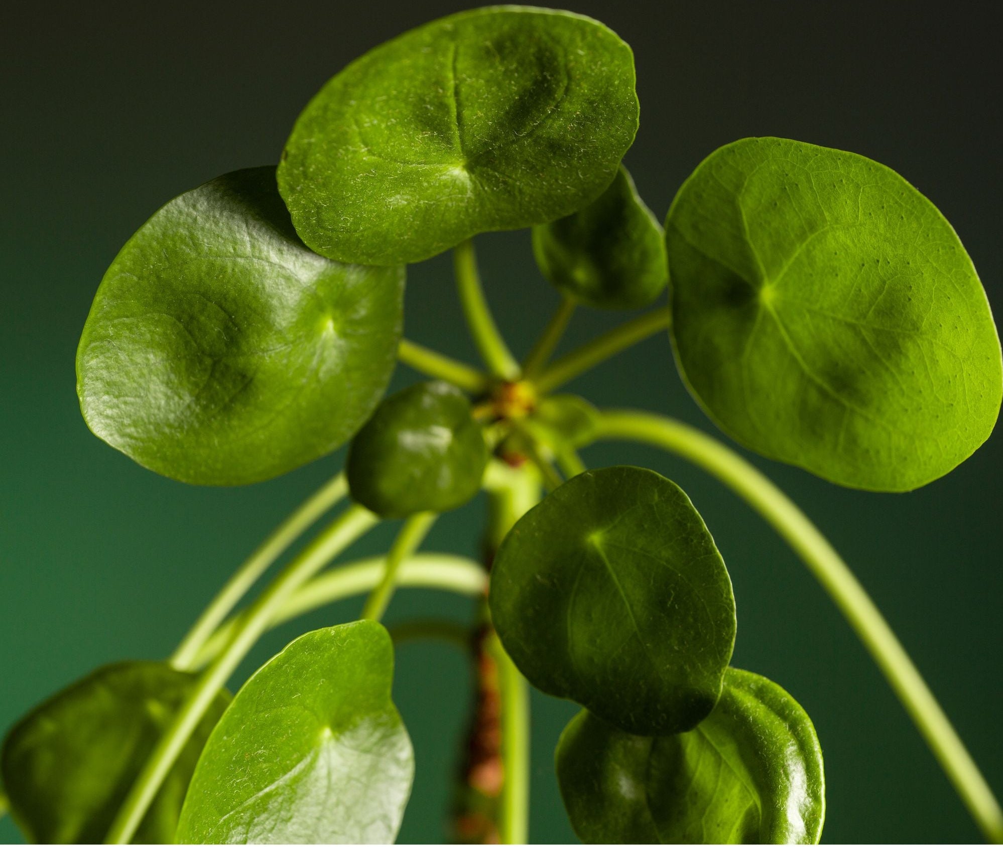 Pilea Peperomioides, also known as the Chinese Money Plant