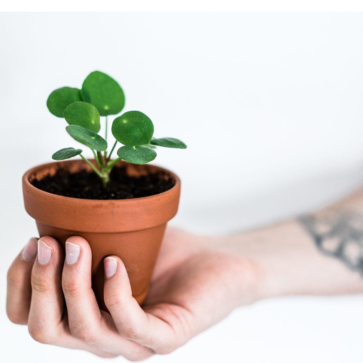 Pilea Peperomioides &