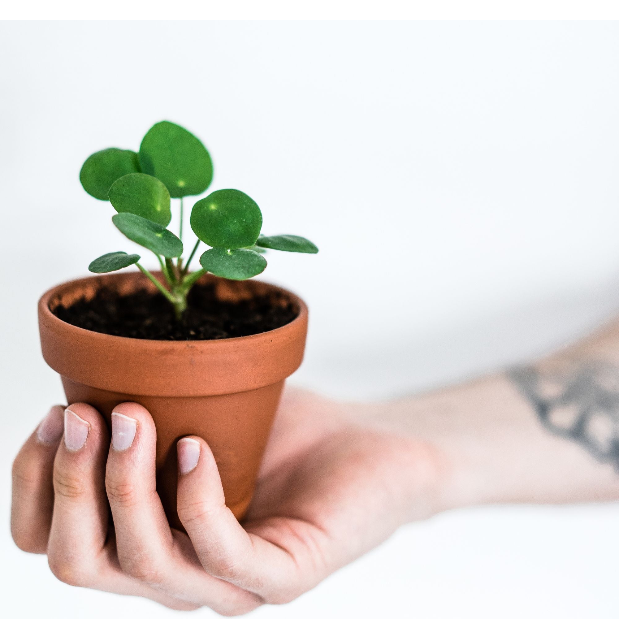 Pilea Peperomioides &