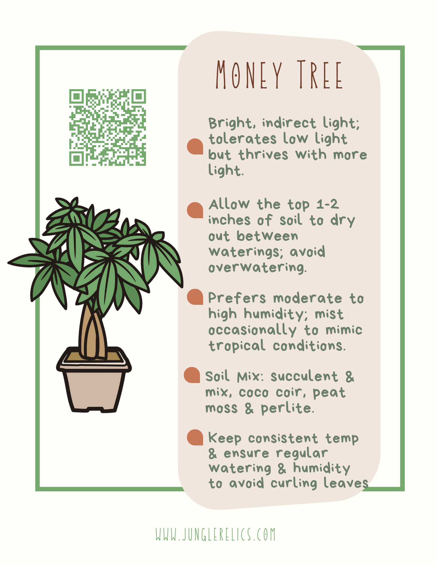 Money Tree (Pachira aquatica) Plant
